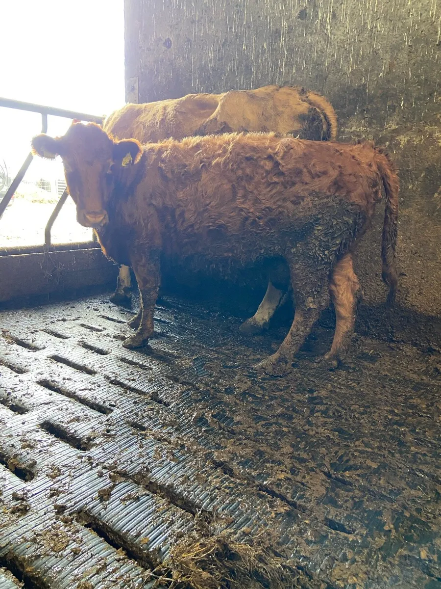 Pbnr Dexter cow - Image 1