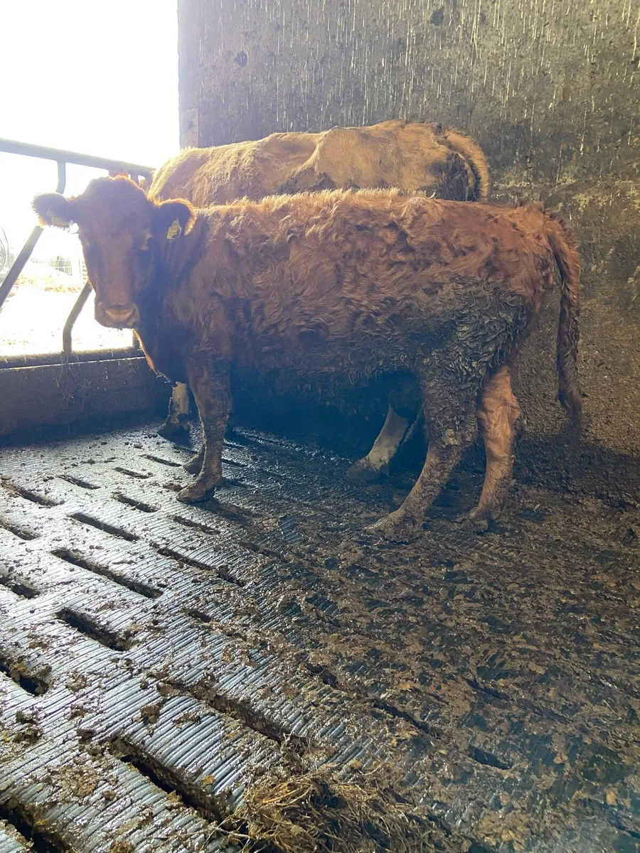 Pbnr Dexter cow - Image 2