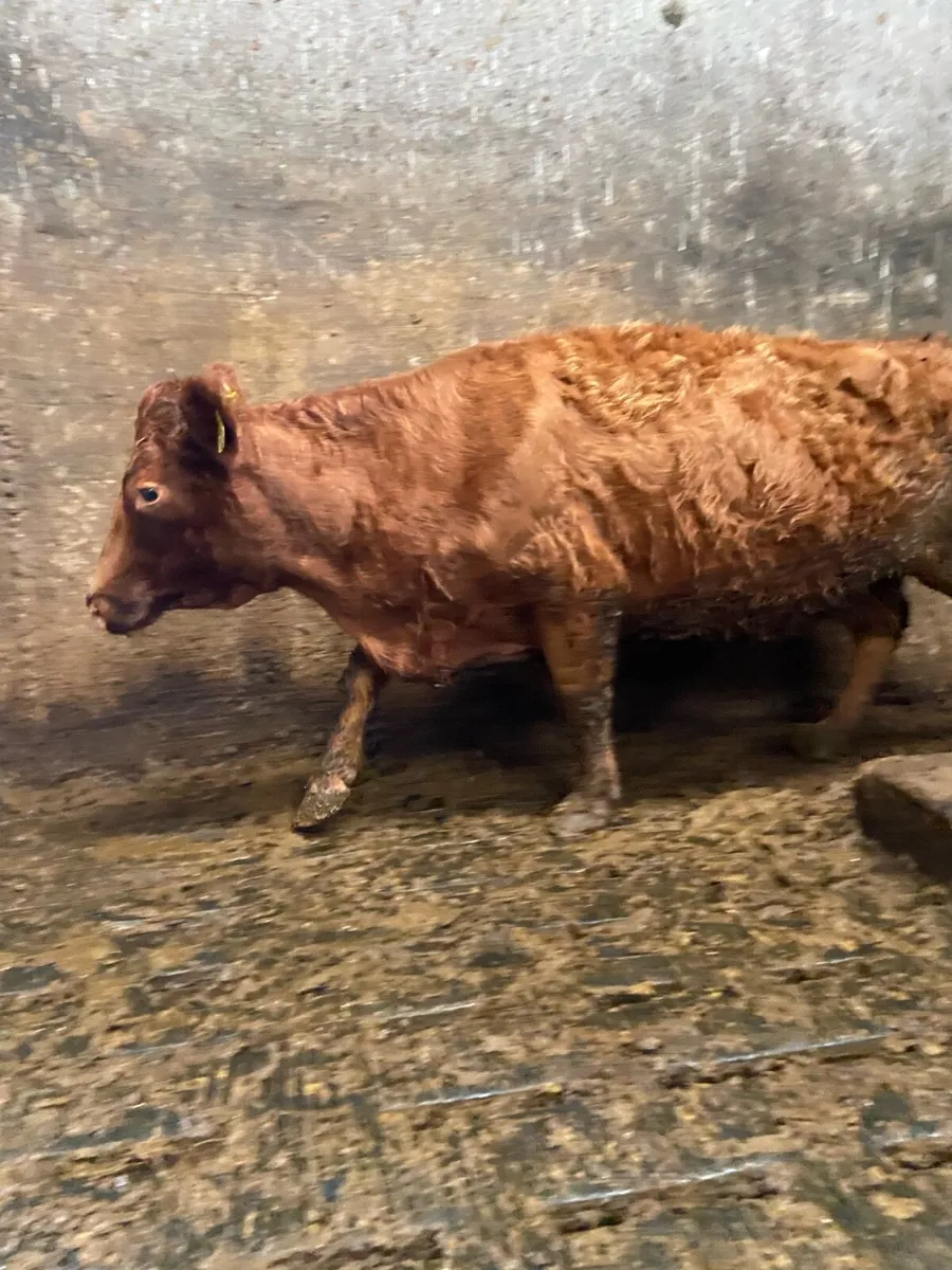 Pbnr Dexter cow - Image 3