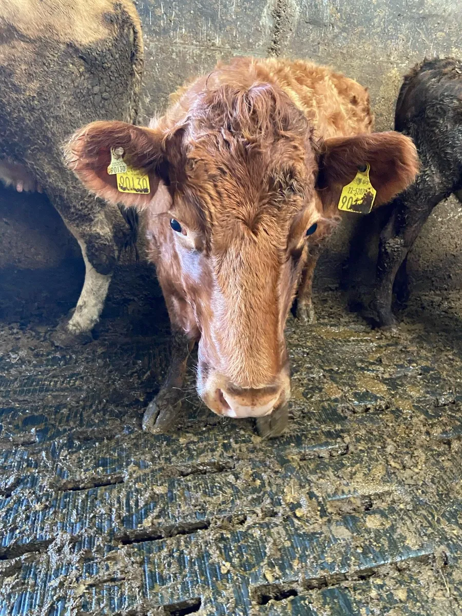 Pbnr Dexter cow - Image 4