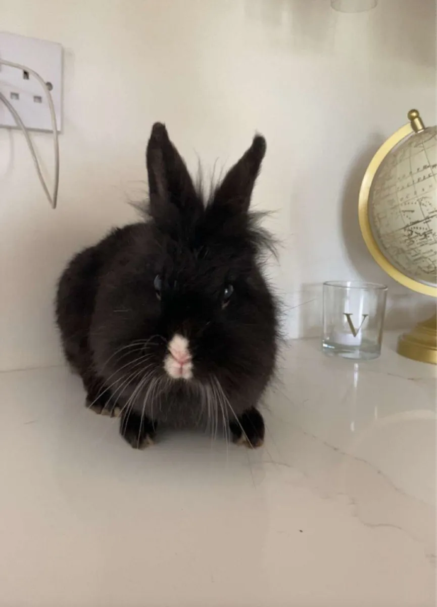 Pet Rabbits - Image 1