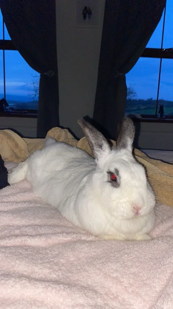 Pet Rabbits - Image 2