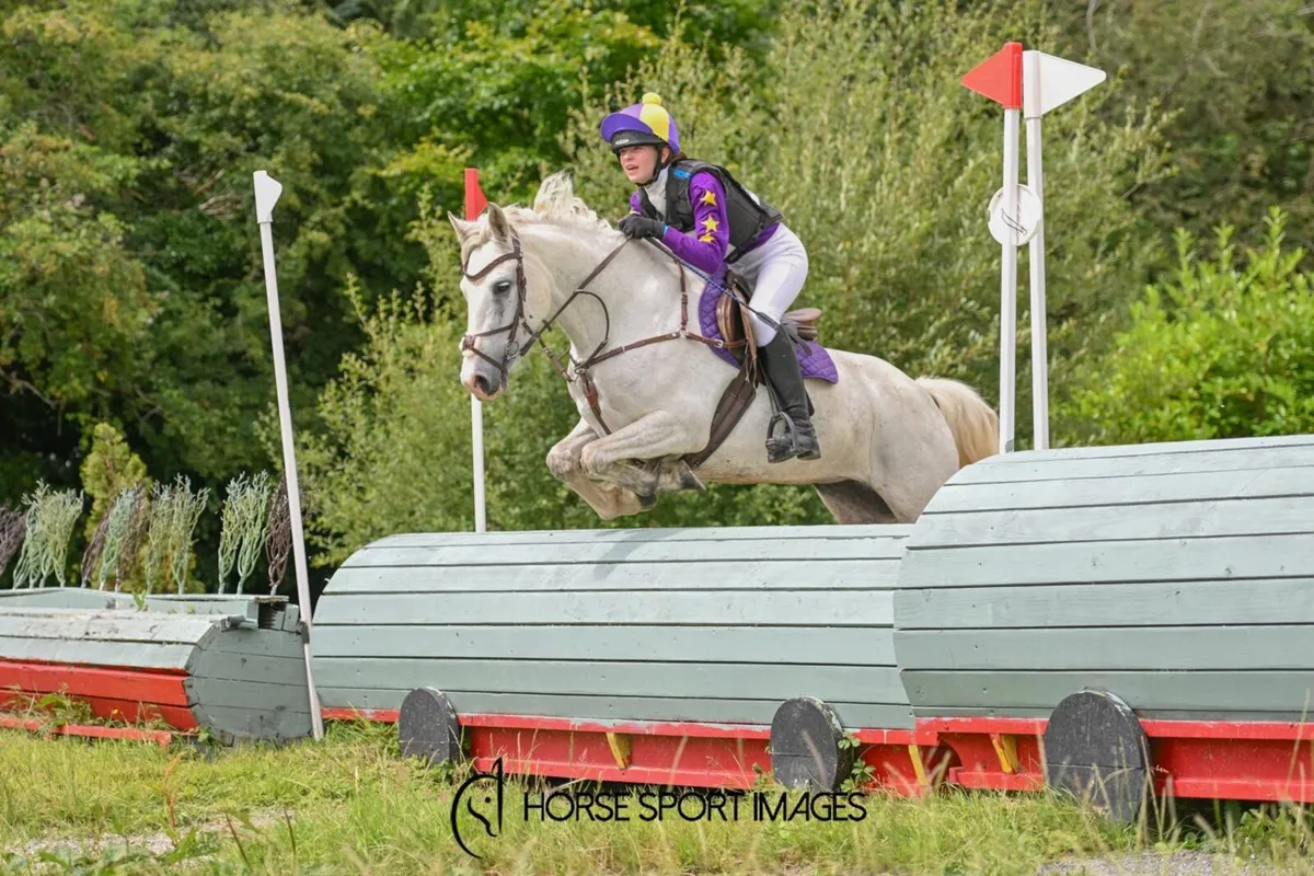 14h grey mare - Image 1
