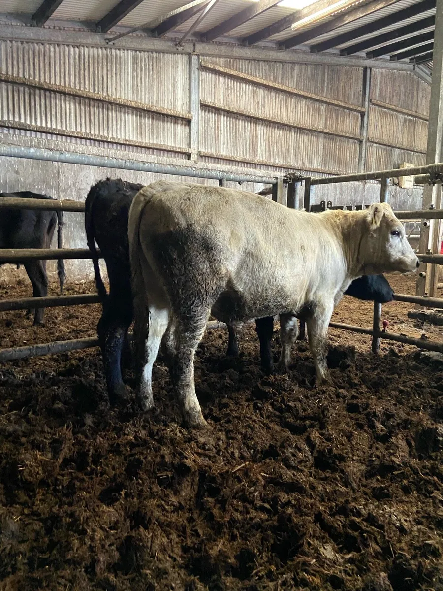 2 super store bullocks - Image 1