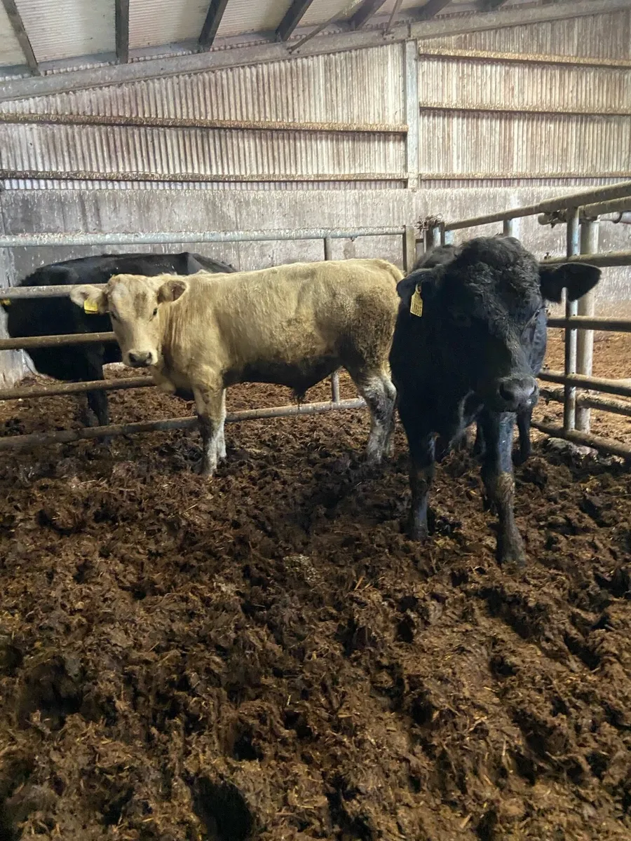 2 super store bullocks - Image 2