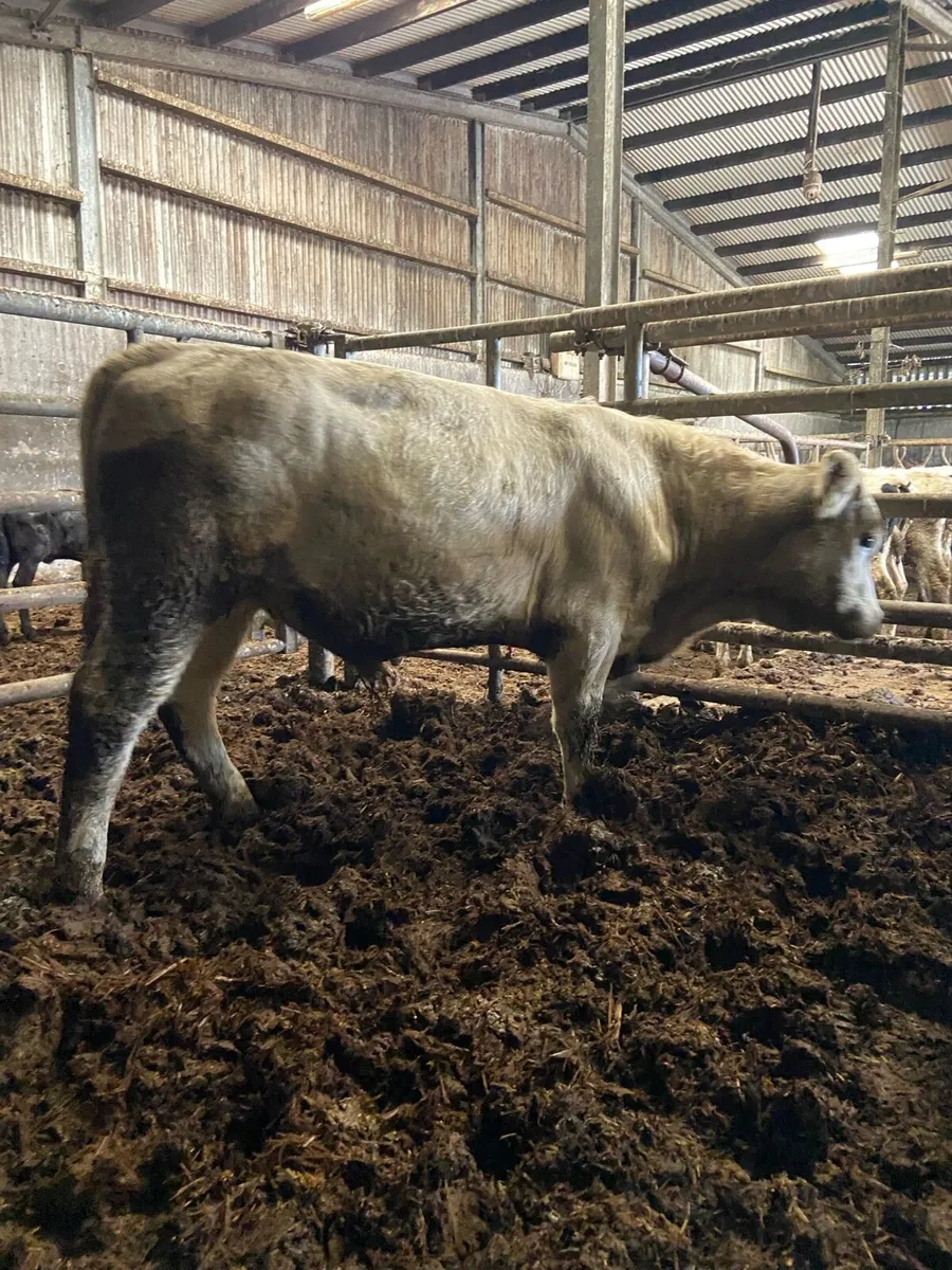 2 super store bullocks - Image 3