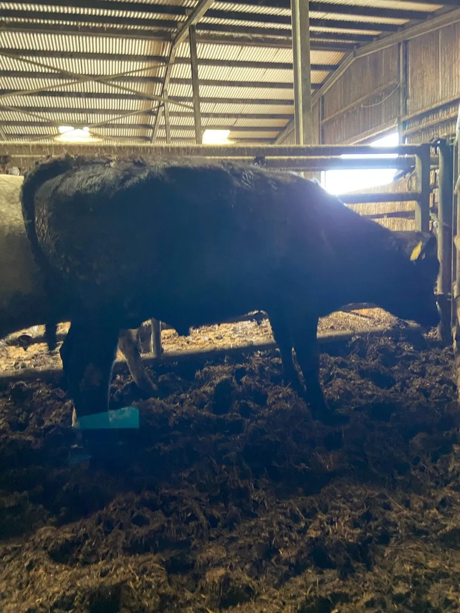 2 super store bullocks - Image 4