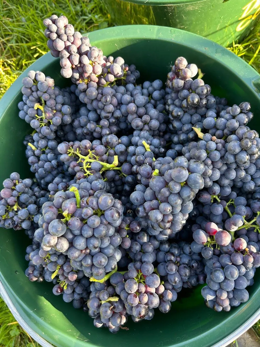 Diversify your farming income - Image 1