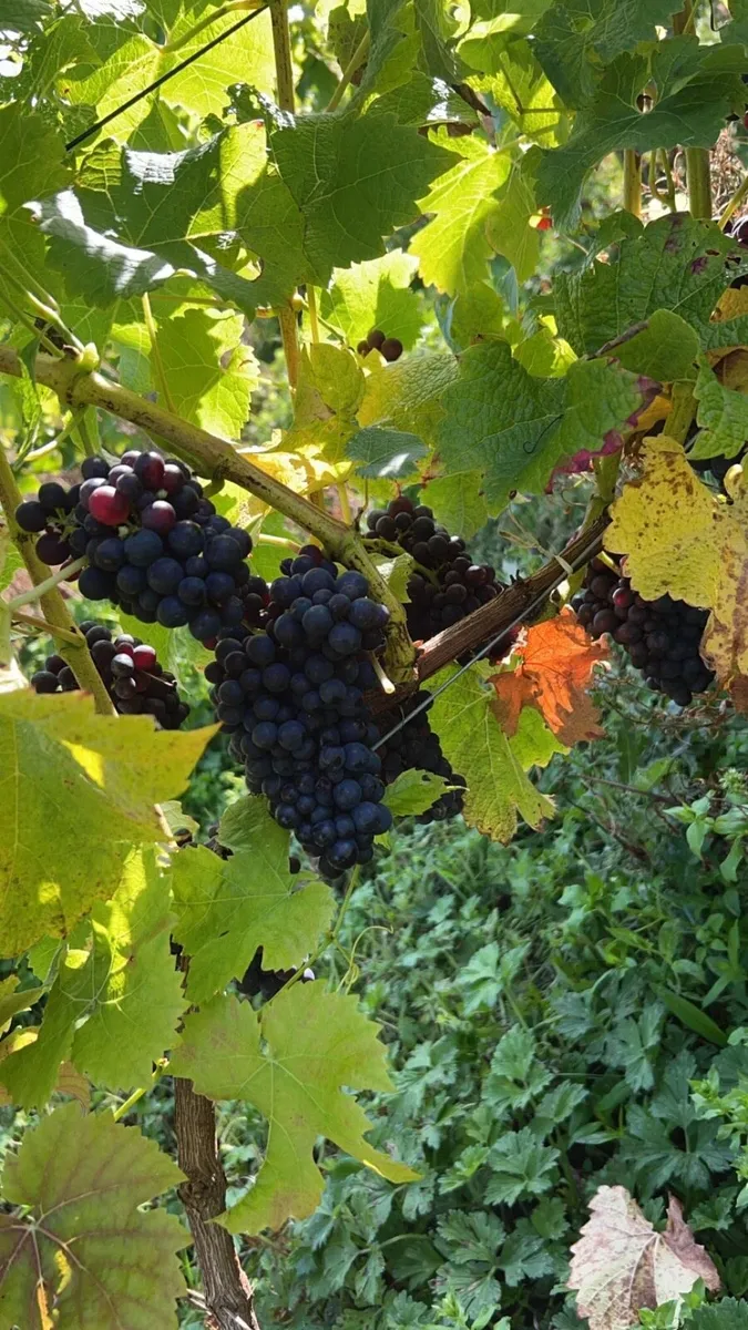 Diversify your farming income - Image 2