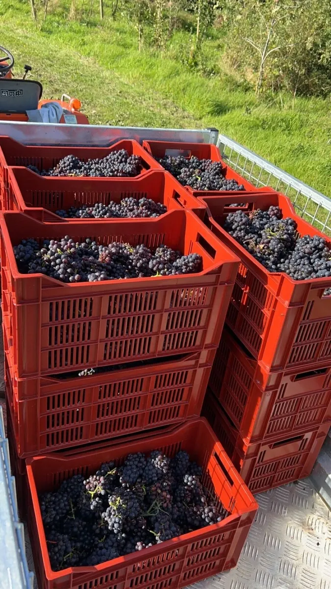 Diversify your farming income - Image 3