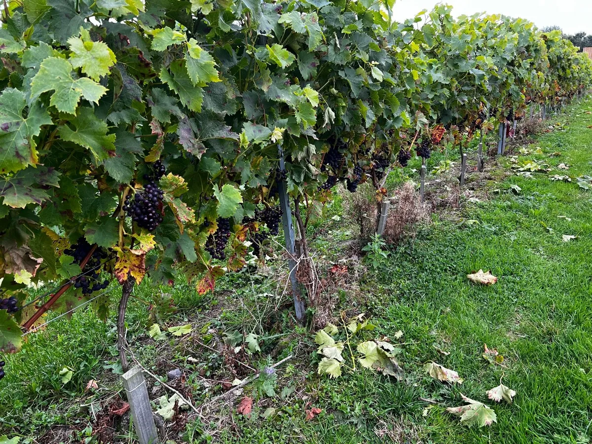 Diversify your farming income - Image 4