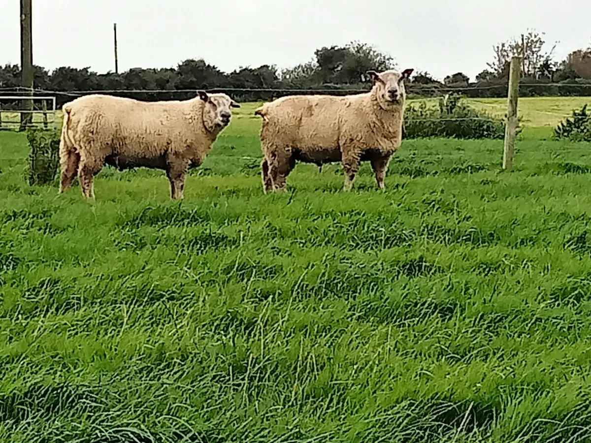 Pedigree Charollais ram lambs - Image 2
