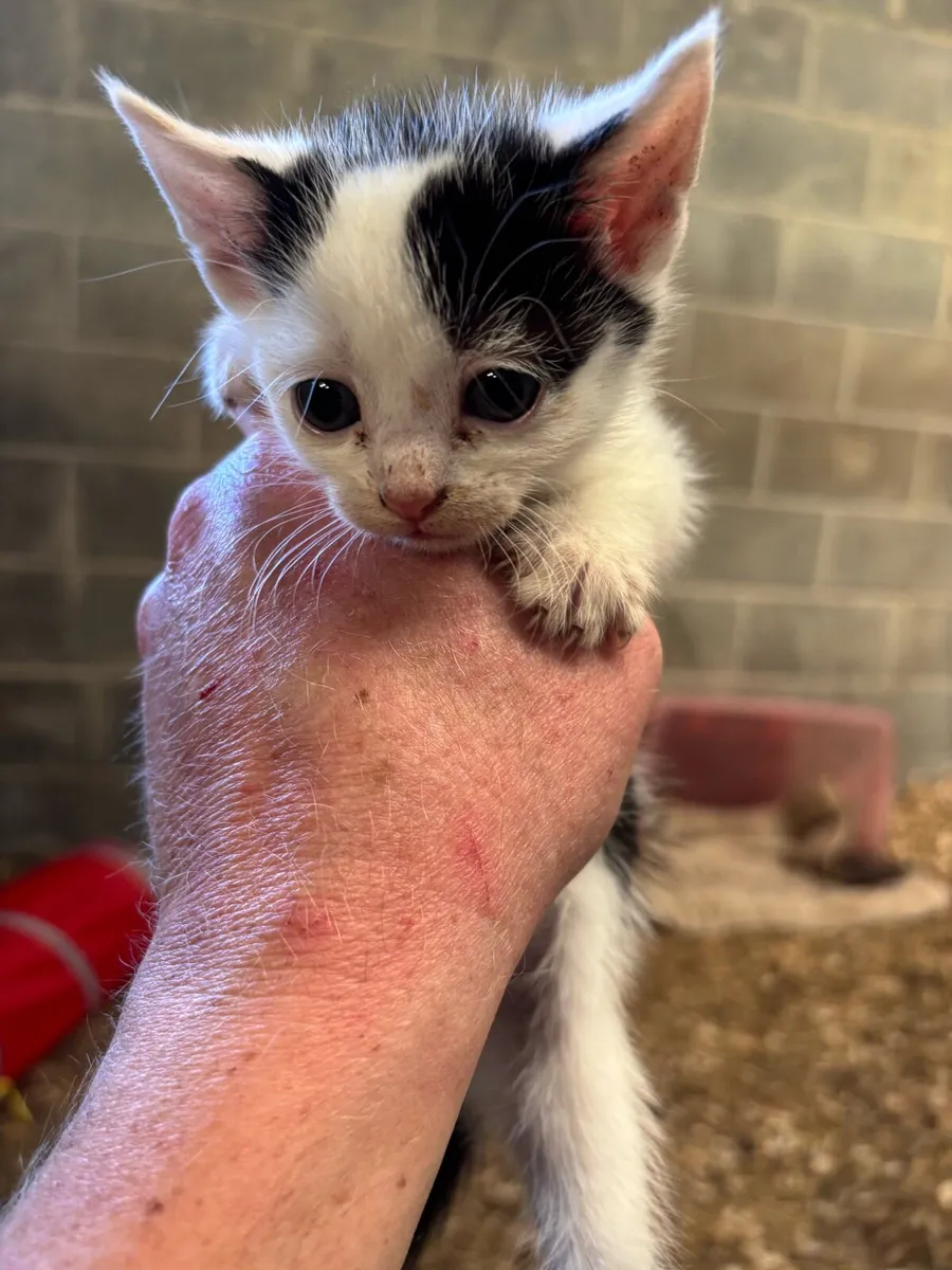 Kittens (just 2 males remaining) - Image 4