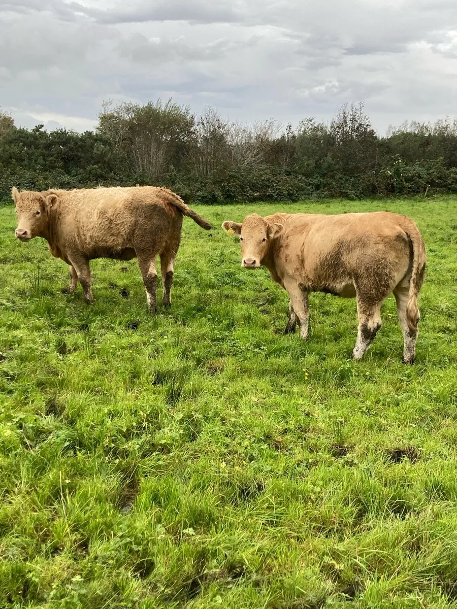 Breeding Heifers - Image 1