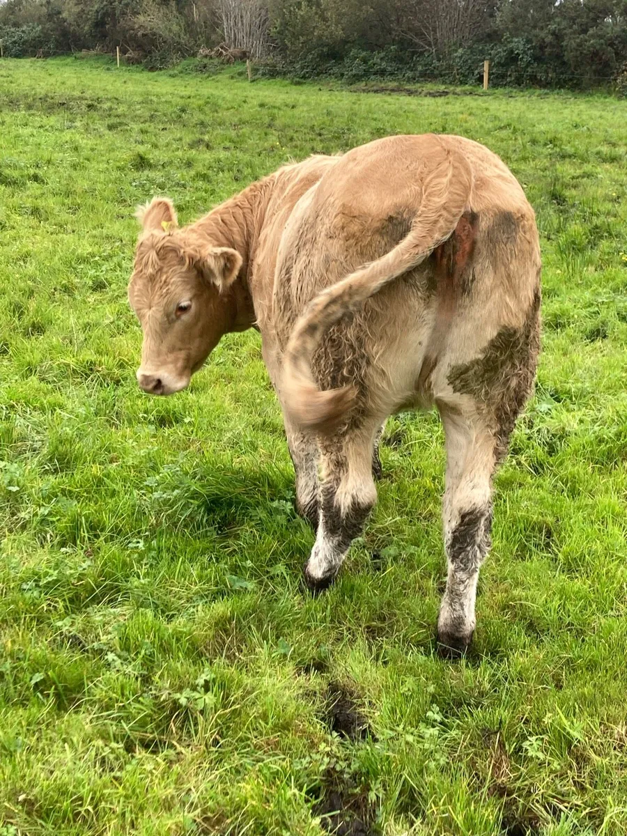 Breeding Heifers - Image 2