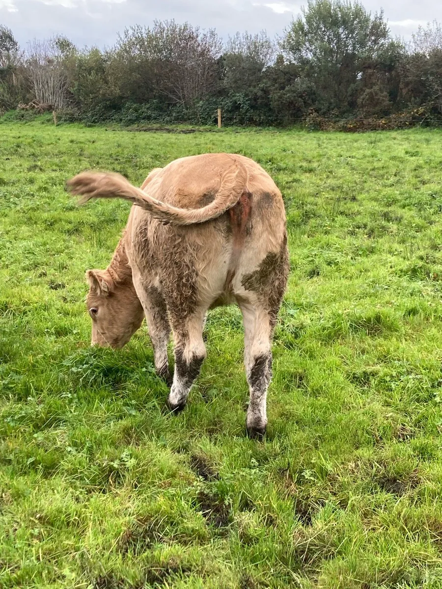 Breeding Heifers - Image 4