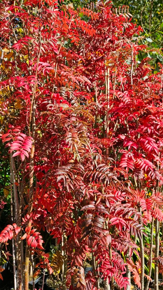 Large Trees 25euros - Image 4