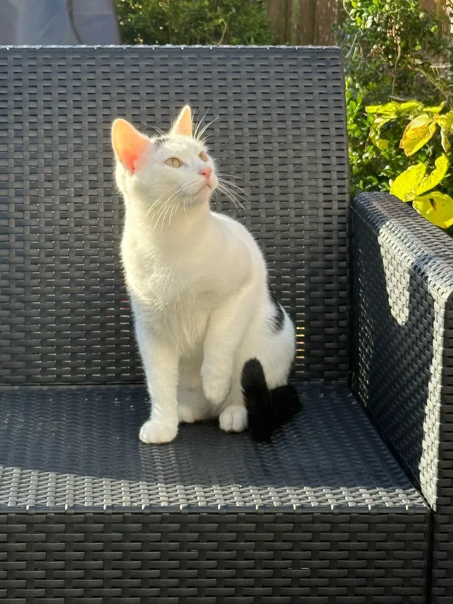 Cat 5 months - Image 3
