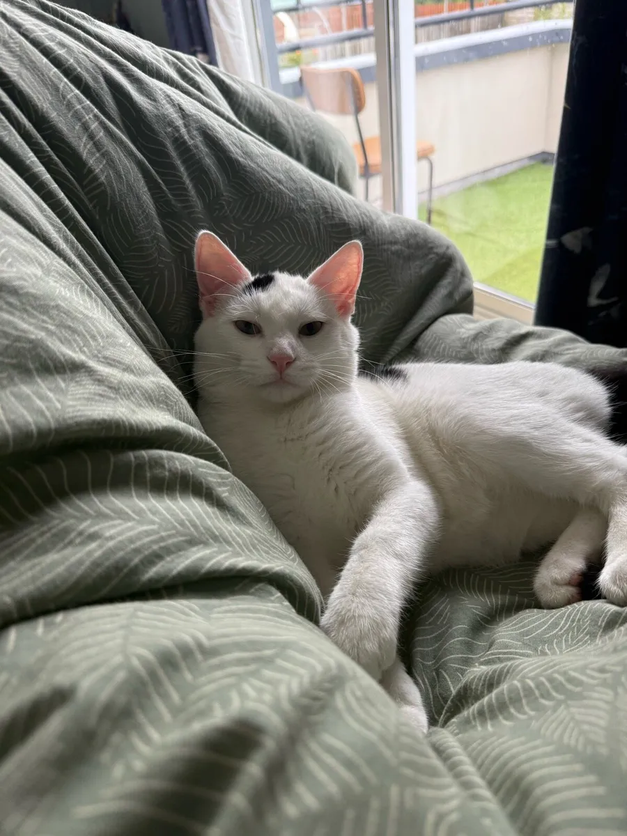 Cat 5 months - Image 4