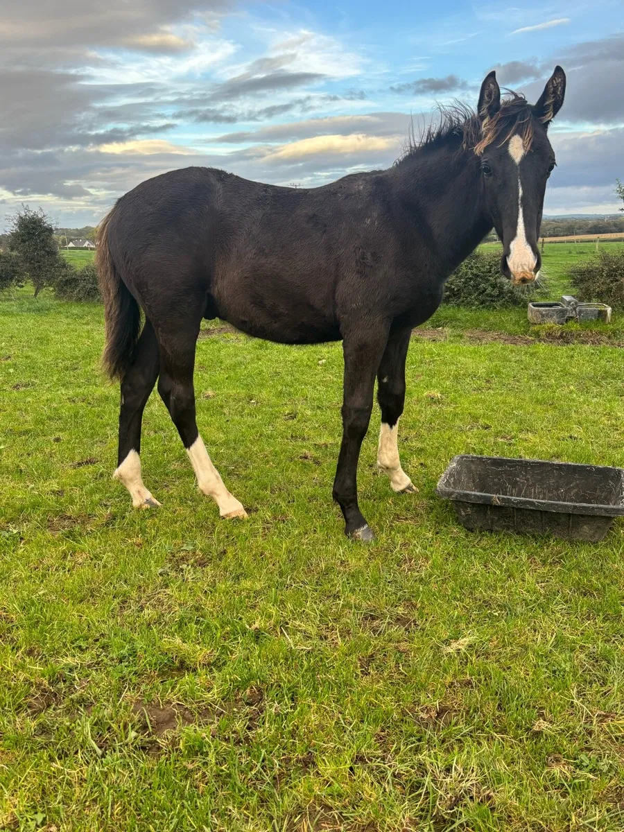 Foal - Image 2