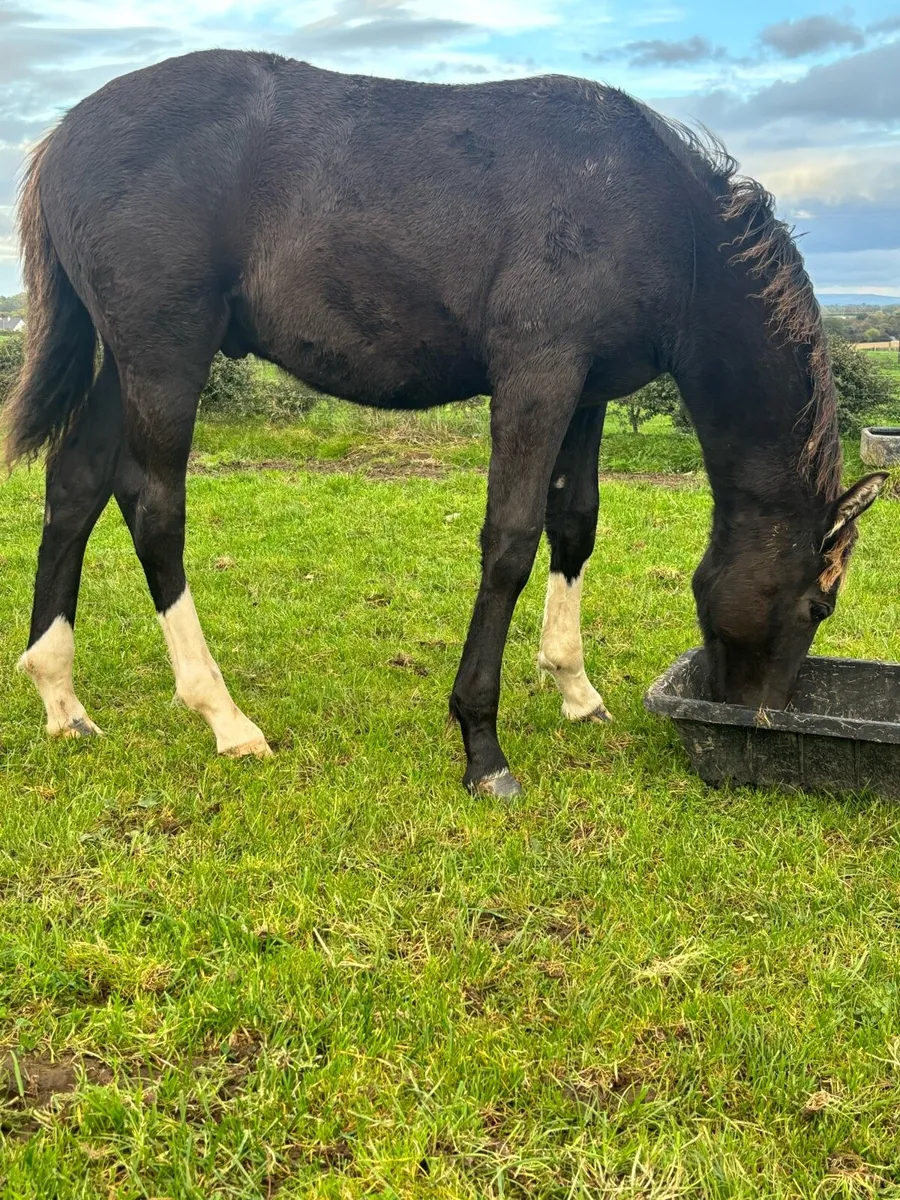 Foal - Image 3
