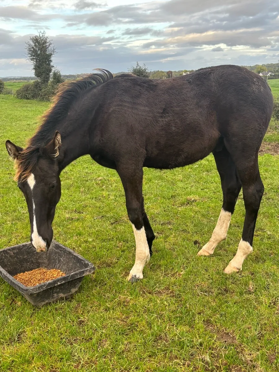 Foal - Image 4
