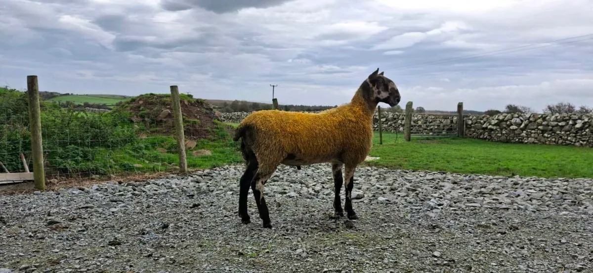 BLUEFACED LEICESTER SHEARLING & RAM LAMB - Image 2