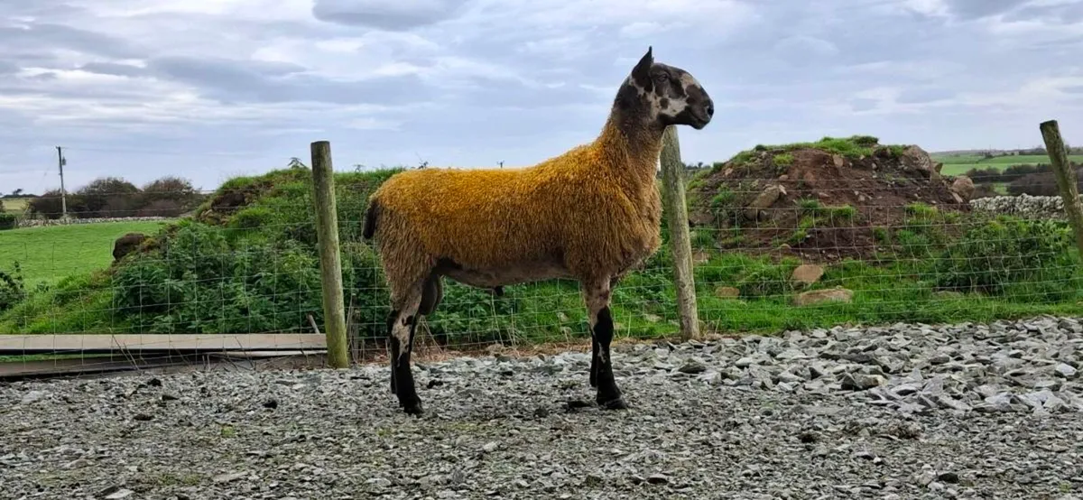 BLUEFACED LEICESTER SHEARLING & RAM LAMB - Image 4