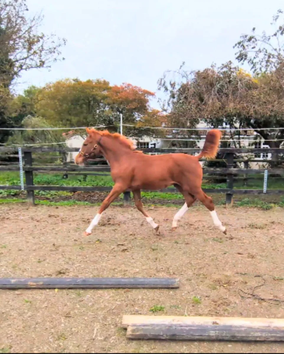 Ermitage Kalone colt foal - Image 1