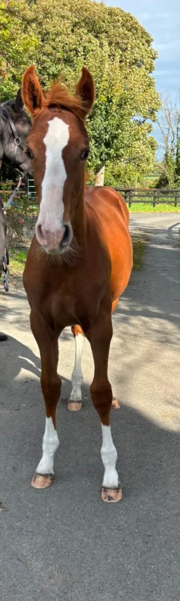 Ermitage Kalone colt foal - Image 2