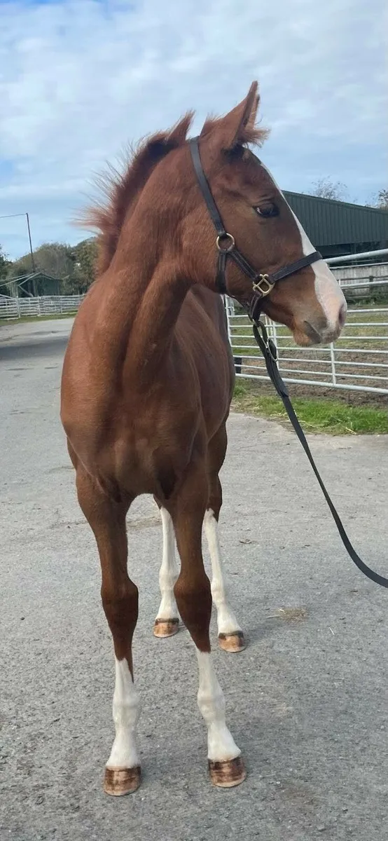 Ermitage Kalone colt foal - Image 3