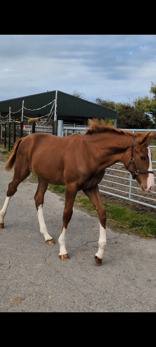 Ermitage Kalone colt foal - Image 4