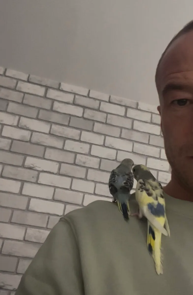 Two Handtame baby budgies