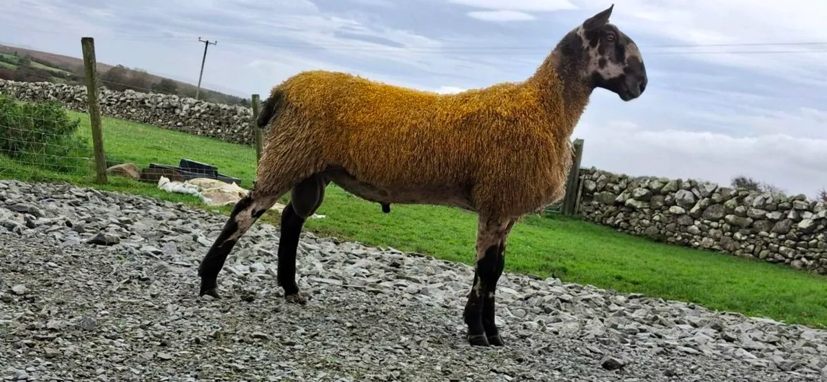 BLUEFACED LEICESTER SHEARLING & RAM LAMB - Image 1