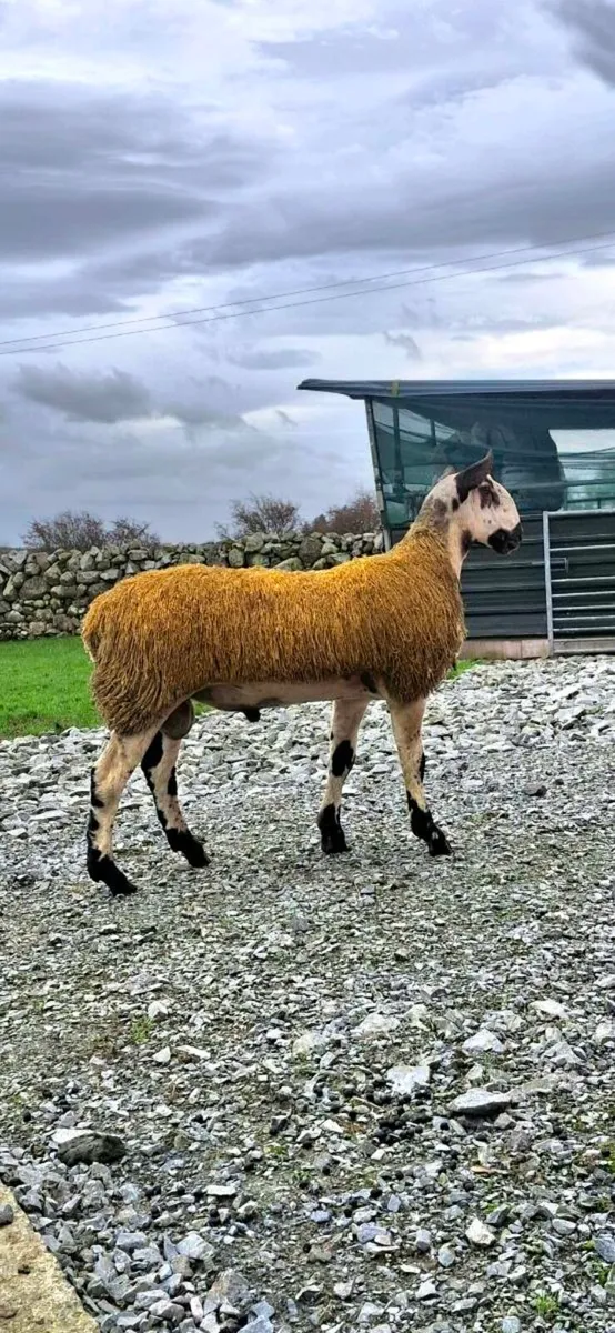 BLUEFACED LEICESTER SHEARLING & RAM LAMB - Image 1
