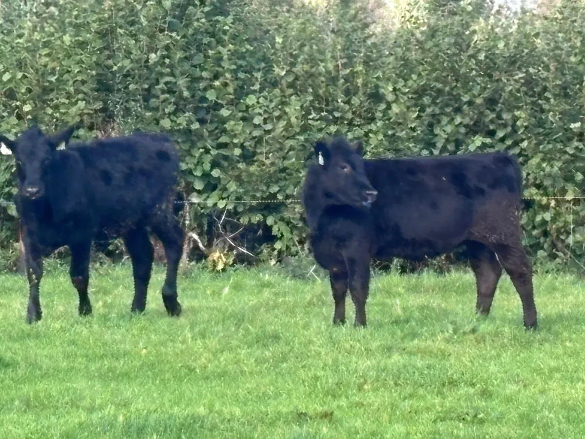 8 Aberdeen Angus heifer Weanlings for sale - Image 2