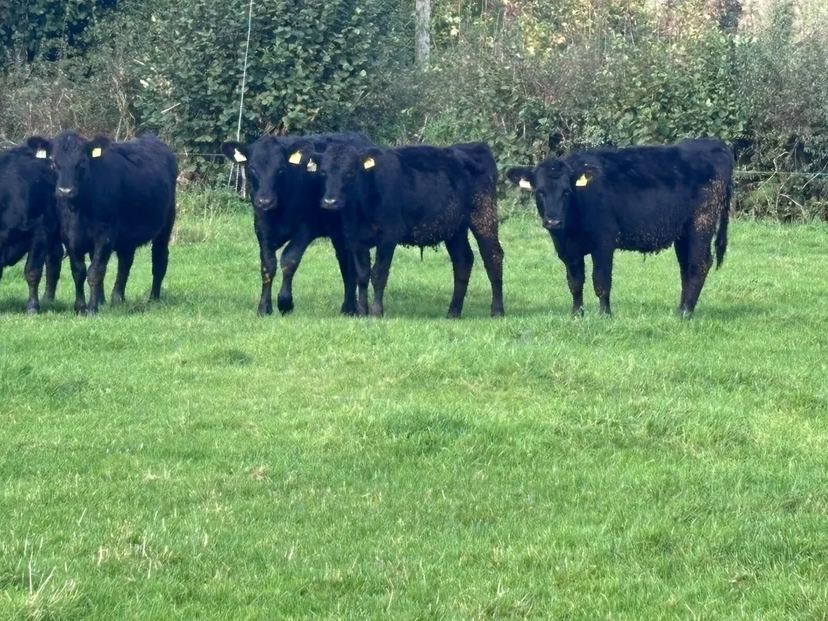 8 Aberdeen Angus heifer Weanlings for sale - Image 1