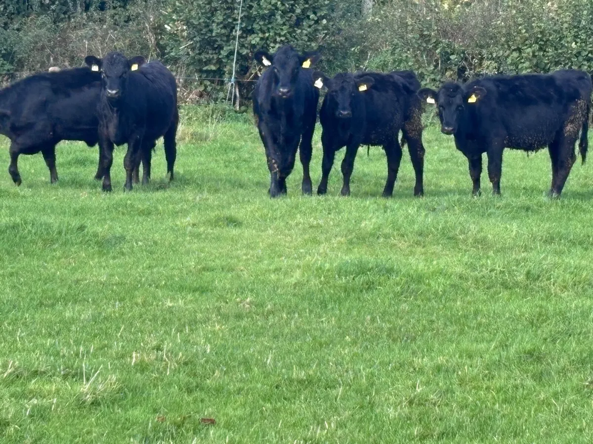 8 Aberdeen Angus heifer Weanlings for sale - Image 3