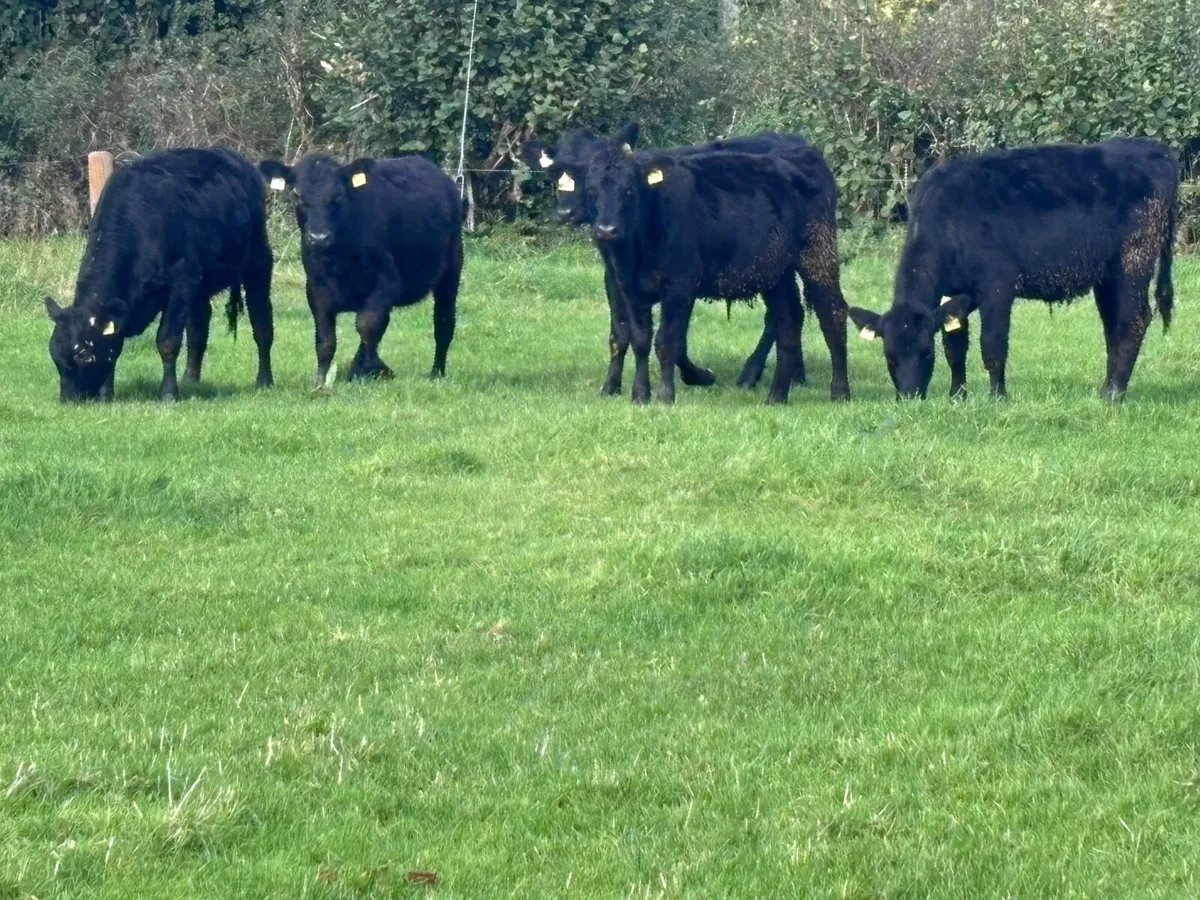 8 Aberdeen Angus heifer Weanlings for sale - Image 4