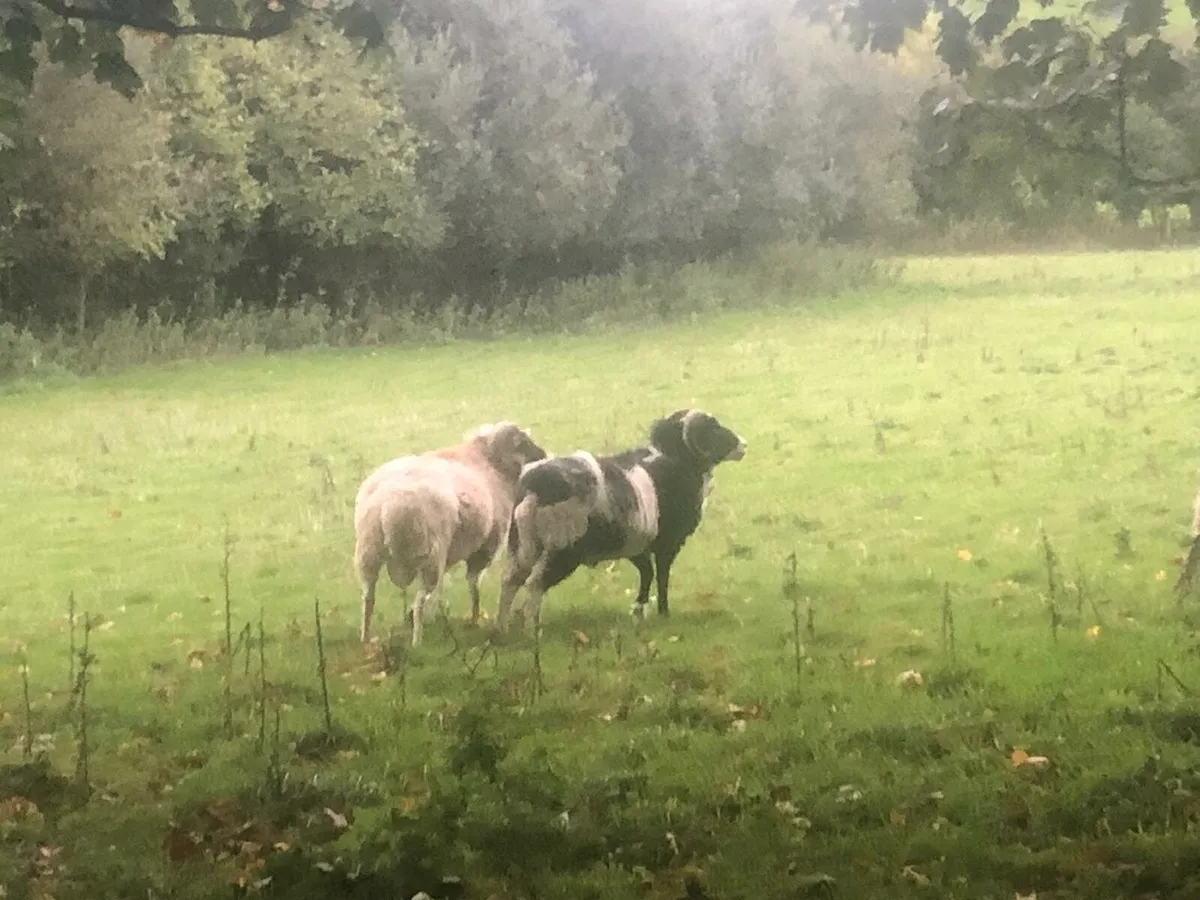 Shetland  Rams - Image 1