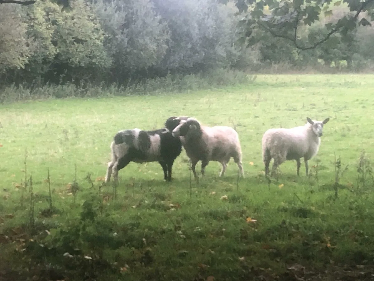 Shetland  Rams - Image 2