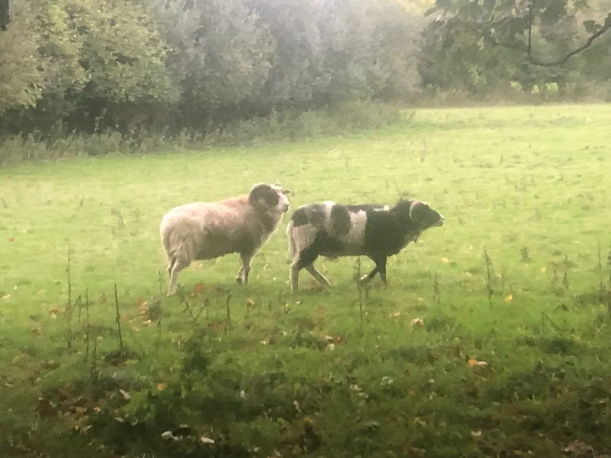 Shetland  Rams - Image 3