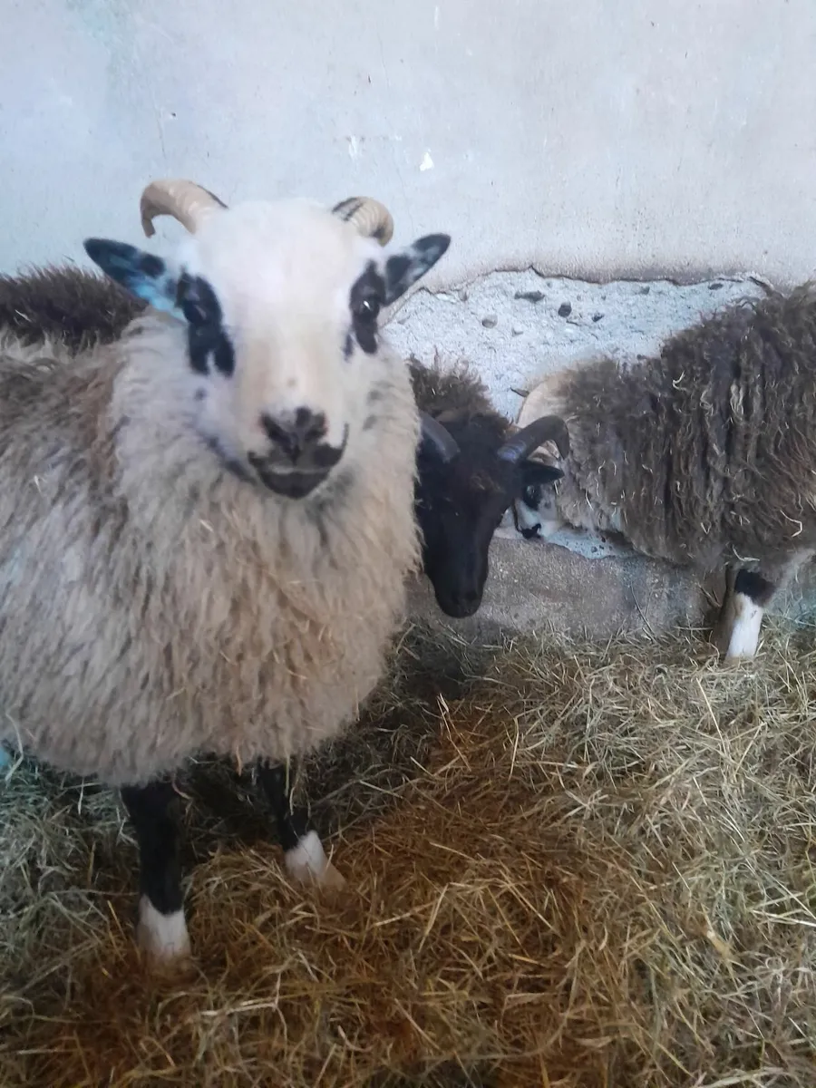 Ram lambs shetland - Image 1