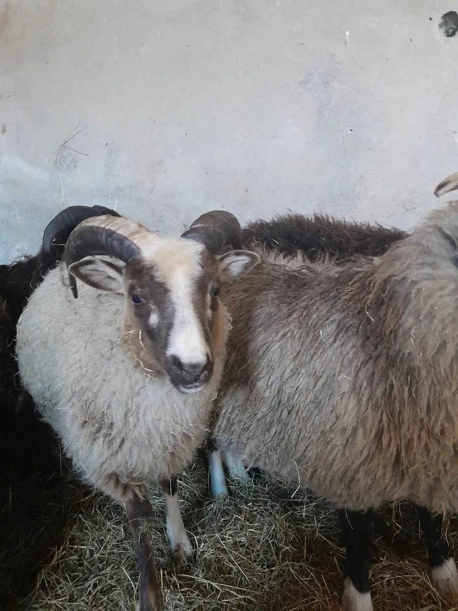 Ram lambs shetland - Image 2