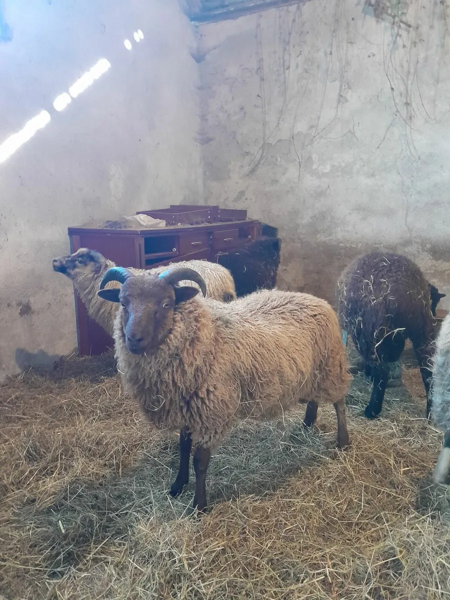 Ram lambs shetland - Image 3