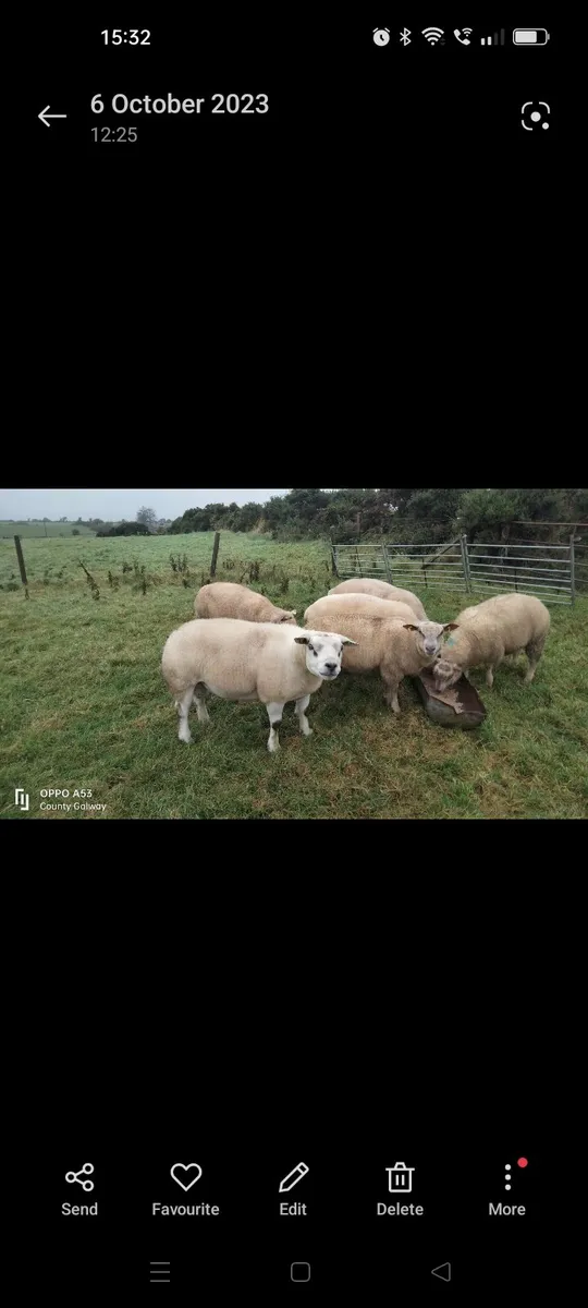 Charolais ram - Image 1