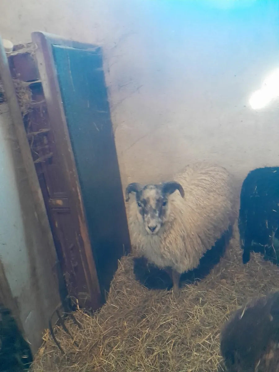 Ram lambs shetland - Image 4