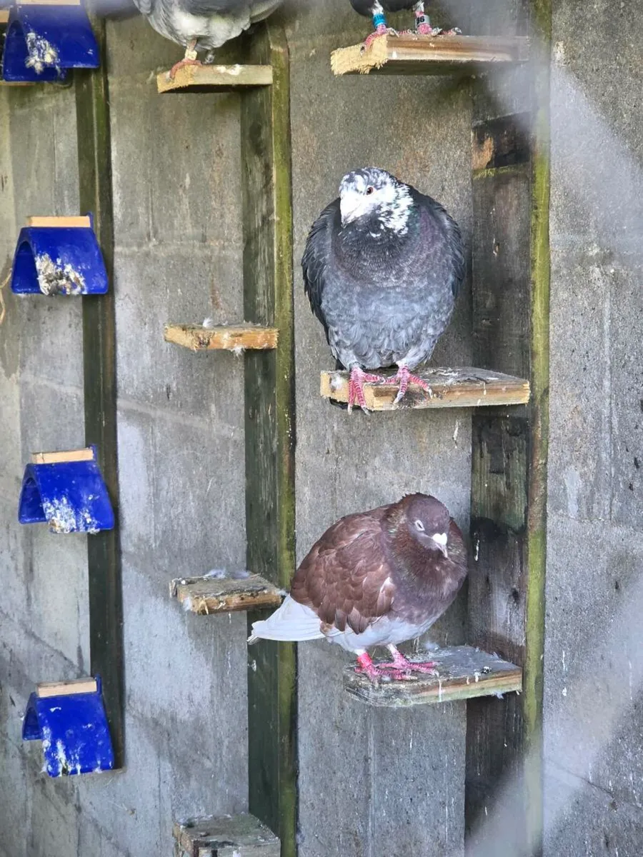 Coloured racing pigeons - Image 1