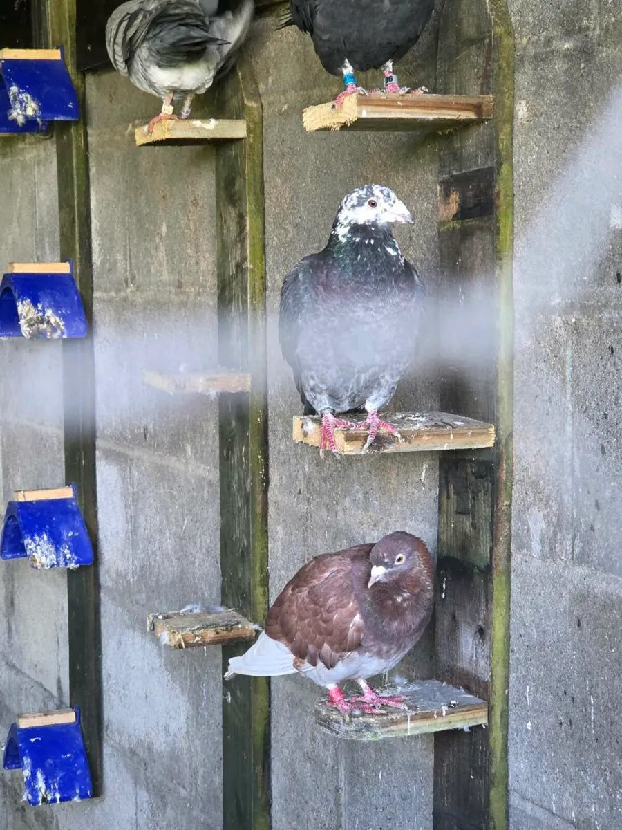 Coloured racing pigeons - Image 2
