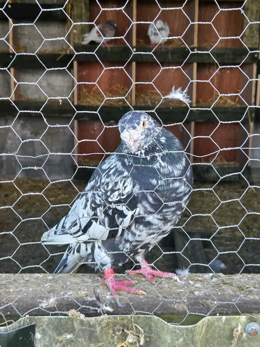 Coloured racing pigeons - Image 3